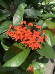 Ixora casei