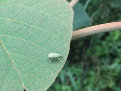 Eugnathus distinctus