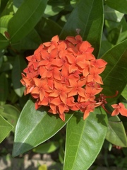 Ixora casei