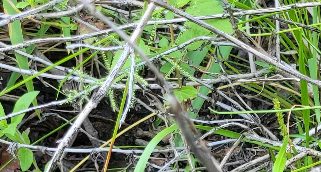 Rugoloa pilosa