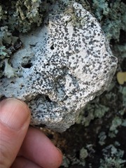 Lecanora galactiniza