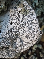 Lecanora galactiniza
