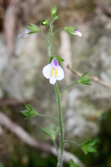 Mazus pumilus
