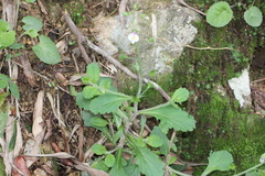 Mazus pumilus