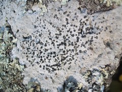 Lecanora galactiniza
