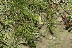 Dicranoloma menziesii