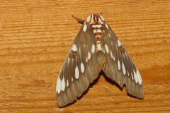 Citheronia splendens