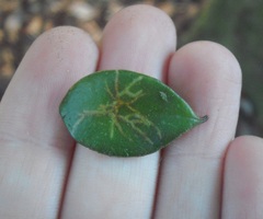 Philocryptica polypodii
