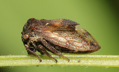Machaerotypus sibiricus