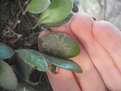 Philocryptica polypodii