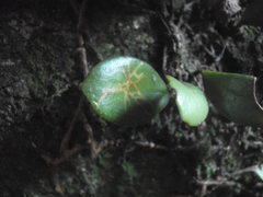 Philocryptica polypodii