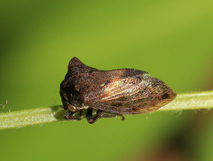 Machaerotypus sibiricus