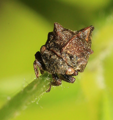 Machaerotypus sibiricus