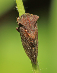 Machaerotypus sibiricus