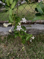 Stephanotis floribunda