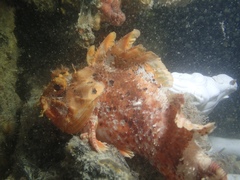 Scorpaena sumptuosa