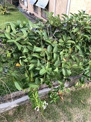 Stephanotis floribunda