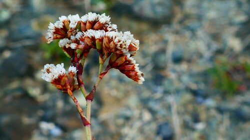Image of Limonium normannicum by no rights reserved