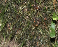 Dicranoloma menziesii