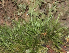 Dicranoloma menziesii