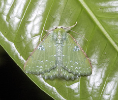 Eucyclodes albisparsa