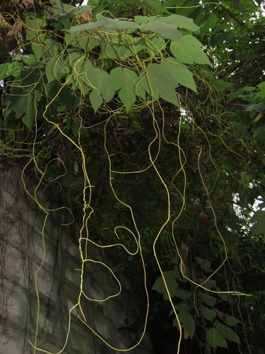 Image of Cuscuta japonica by (c) chiuluan, some rights reserved (CC BY)