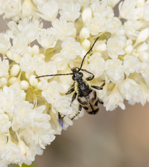 Toxoleptura vexatrix