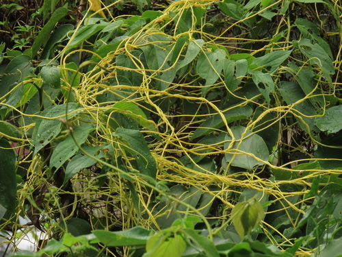 Image of Cuscuta japonica by (c) chiuluan, some rights reserved (CC BY)