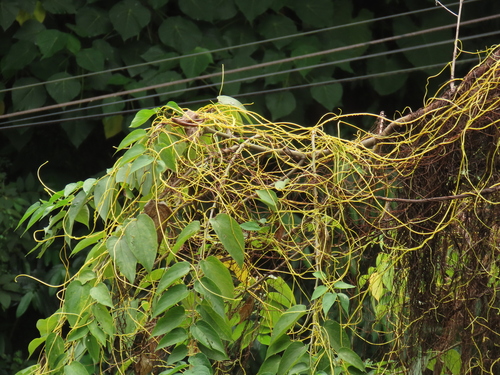 Image of Cuscuta japonica by (c) chiuluan, some rights reserved (CC BY)
