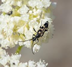 Toxoleptura vexatrix