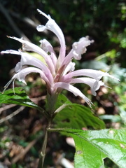 Achyrospermum fruticosum