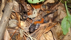 Plethodon yonahlossee