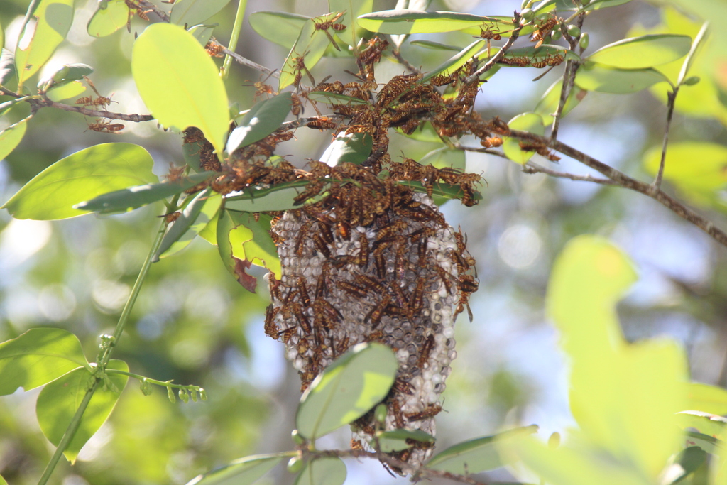 Cuban Paper Wasp