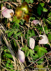 Podophyllum hexandrum