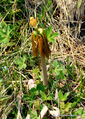 Podophyllum hexandrum