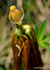 Podophyllum hexandrum