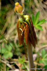 Podophyllum hexandrum