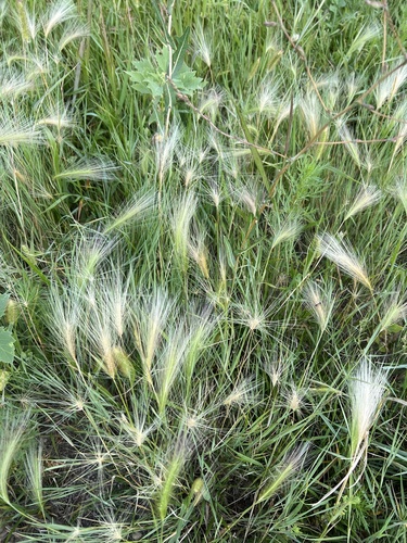 Foxtail Barley