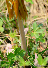 Podophyllum hexandrum