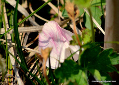 Podophyllum hexandrum
