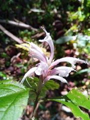 Achyrospermum fruticosum