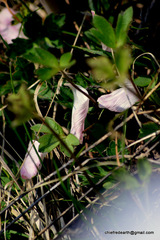 Podophyllum hexandrum
