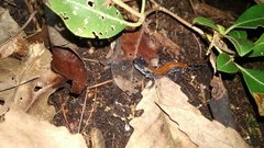 Plethodon yonahlossee