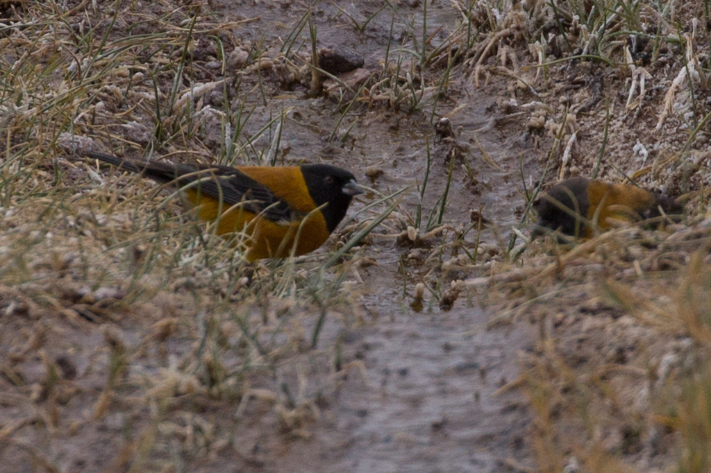 Black-hooded Sierra-finch