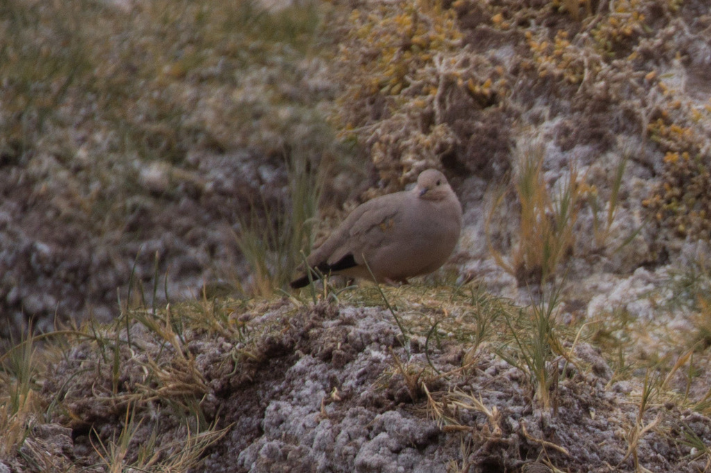 Golden-spotted Ground Dove