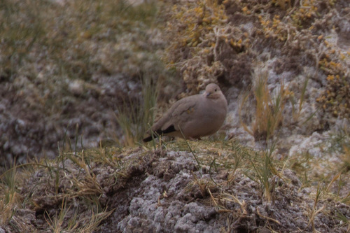 Golden-spotted Ground Dove