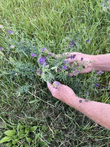 Alfalfa