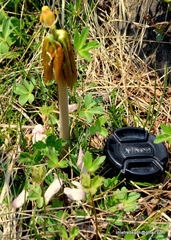 Podophyllum hexandrum