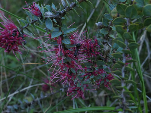 Myrtle Hakea (Hakea myrtoides)