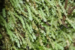 Hymenodon pilifer